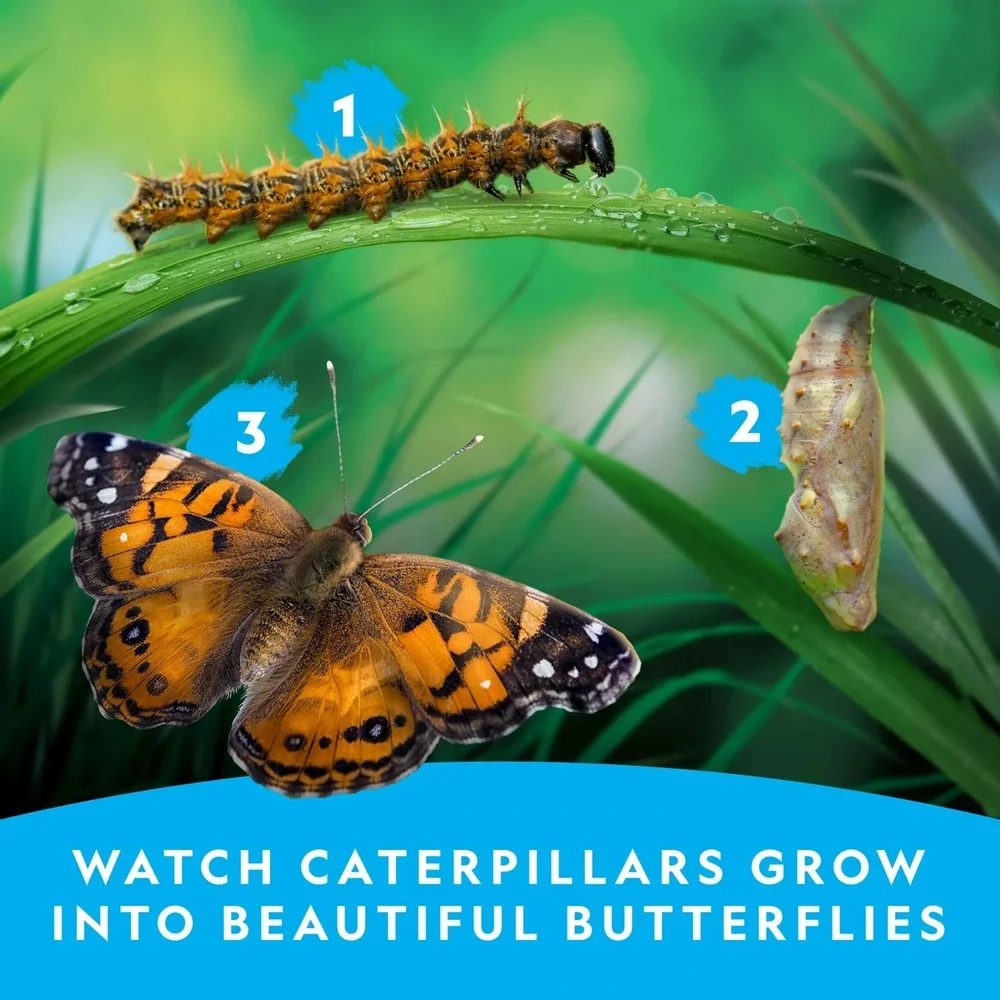 National Geographic Butterfly‎ Growing Kit Feed & Grow Real Caterpillars Habitat
